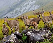 Munnar