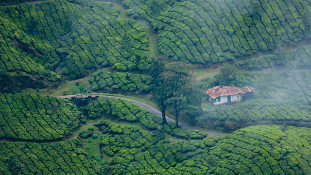 Cochin & Munnar